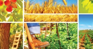 agricultura în România