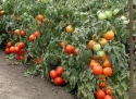 Vand seminte profesionale de legume - Hibrizi de tomate, castraveti, varza, pepene verde, etc.